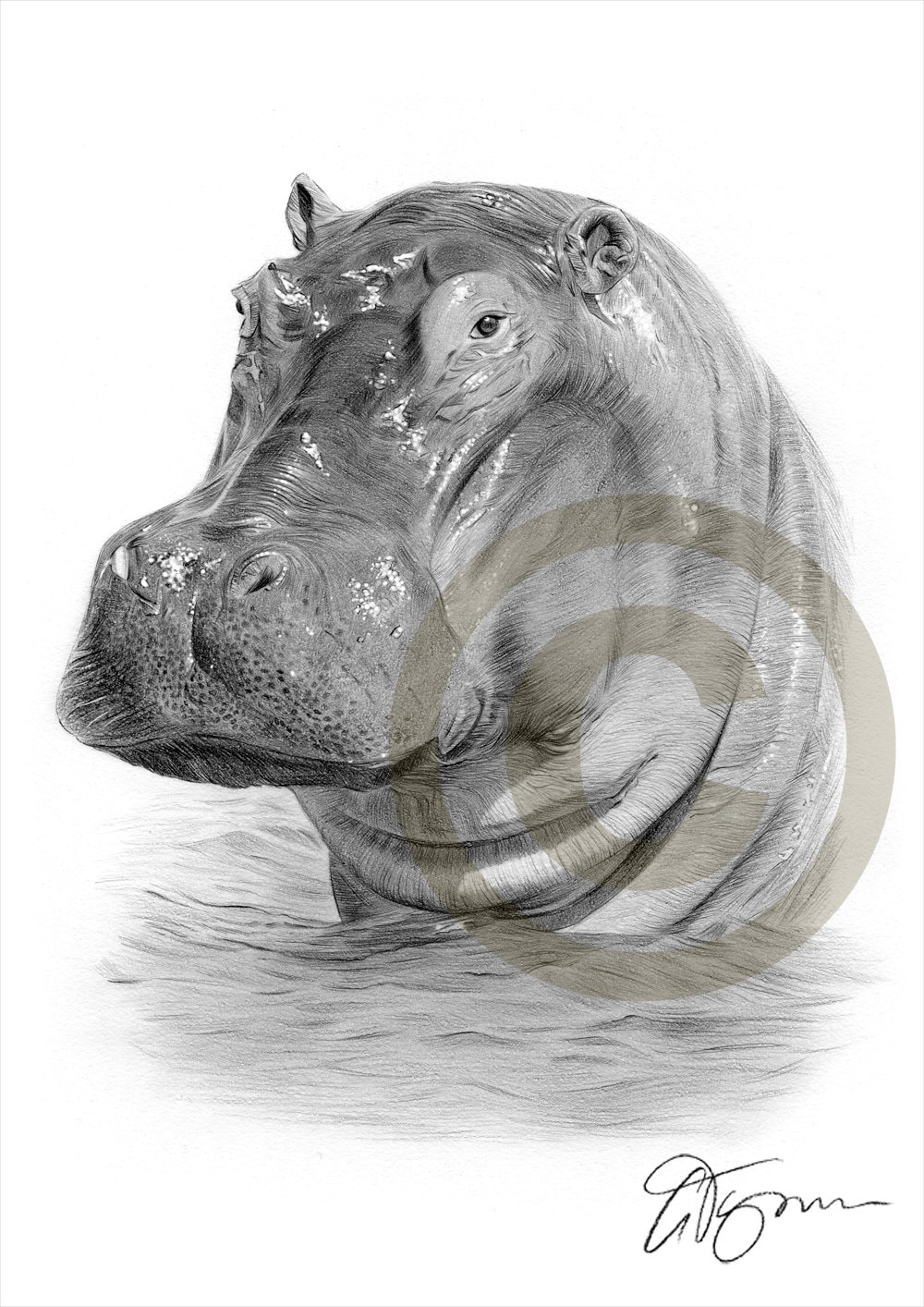 Drawing　New　Art　Wildlife　Hippo　Print　Etsy　African　Zealand　Pencil　Artwork