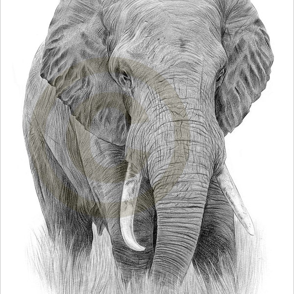 Elephant pencil drawing print - elephant art - artwork signed by artist Gary Tymon - 2 sizes - Ltd Ed 50 prints only - pencil portrait