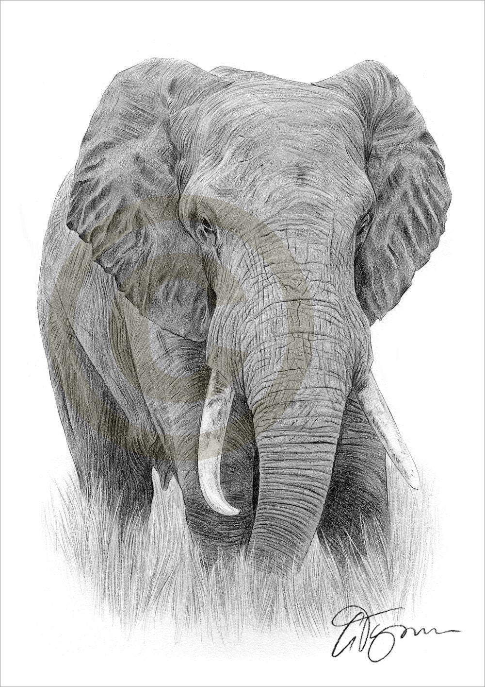 Impresión de dibujo a lápiz de elefante arte de elefante - Etsy España
