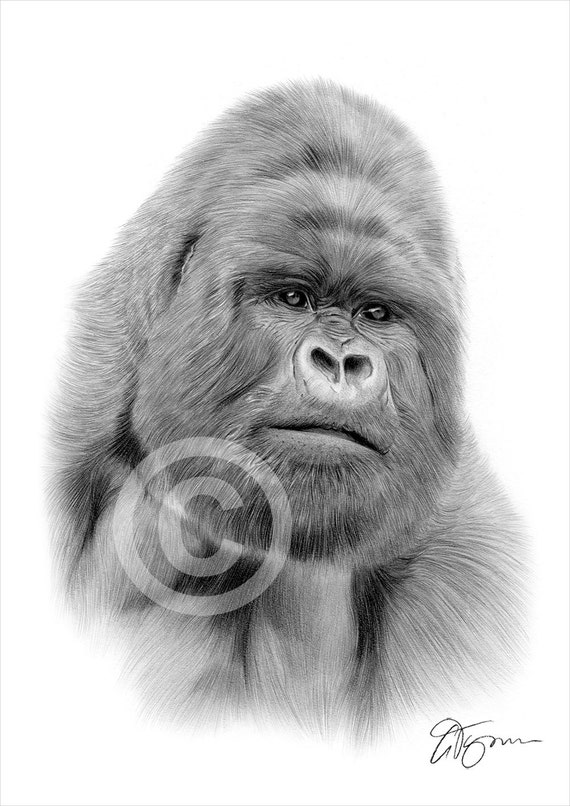 Gorilla pencil drawing print - wildlife art - artwork signed by artist Gary  Tymon - Ltd Ed 50 prints - 2 sizes - Silverback animal portrait