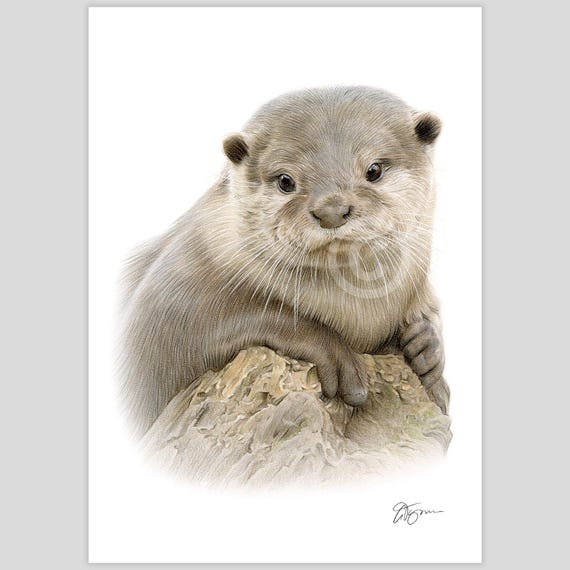 カワウソの水彩画 | 色鉛筆画プリント | アーティスト Gary Tymon の