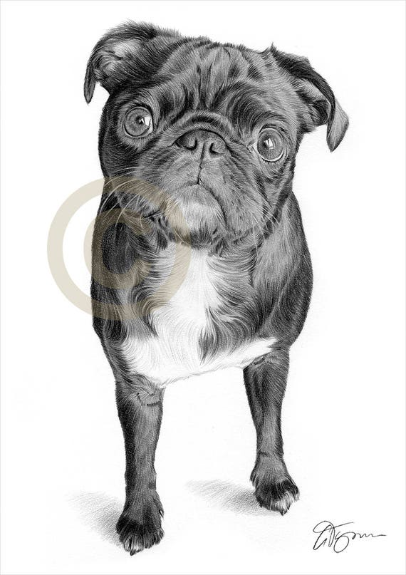 Pug Negro Impresion De Dibujo A Lapiz Obra De Arte Firmada Etsy