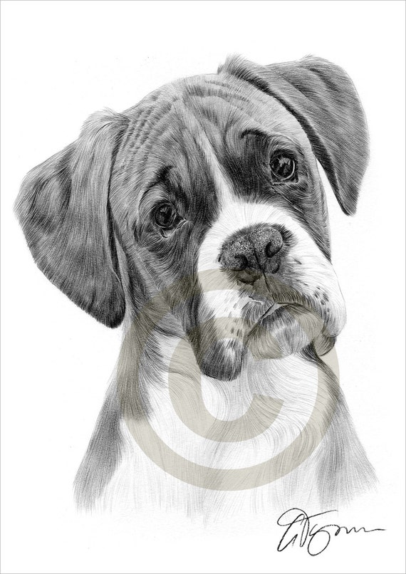 Opera Stampa Di Disegno A Matita Boxer Ritratto Di Cane Etsy