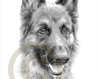 Horse Gypsy Cob Pencil Drawing Print By Gary Tymon – Signed Limited Edition A3/A4 – Unframed