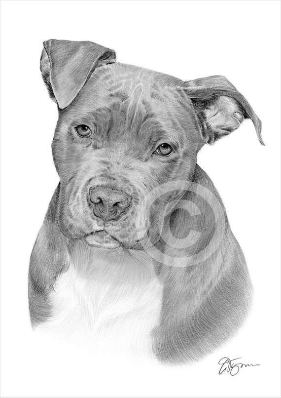 American Pit Bull Terrier dog impresión de dibujo a lápiz - Etsy España