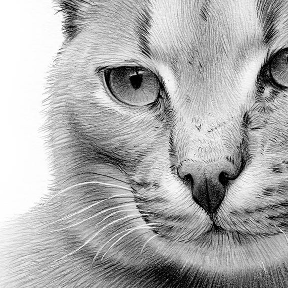 Pencil Drawing of a Caracal Instant Digital Download Artwork