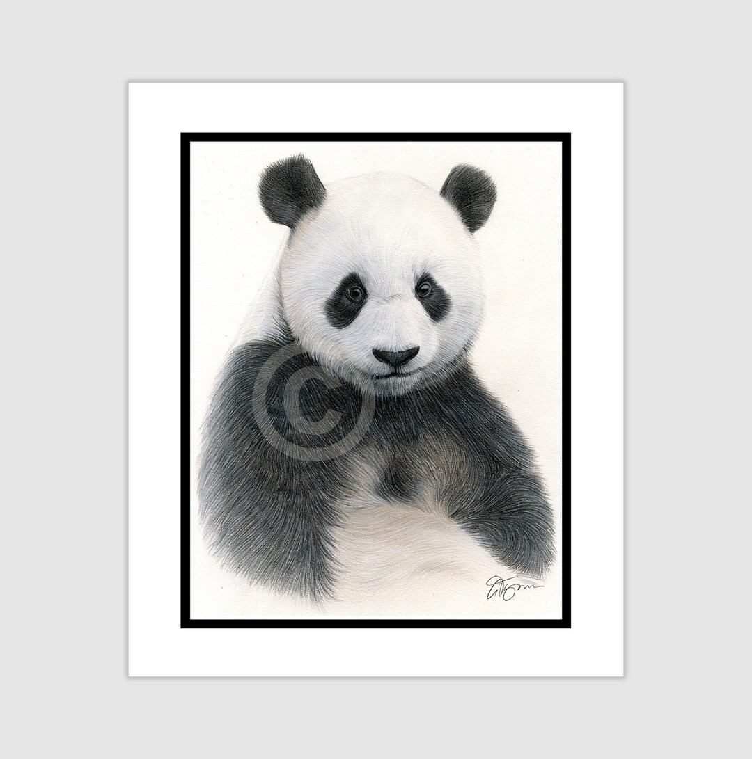 Giant Panda Original Color Pencil Drawing Artwork - Portrait 10" X 8 ...