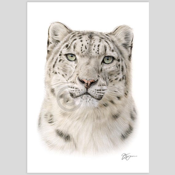 ユキヒョウ - 色鉛筆画プリント - 大型猫アート - アーティスト G