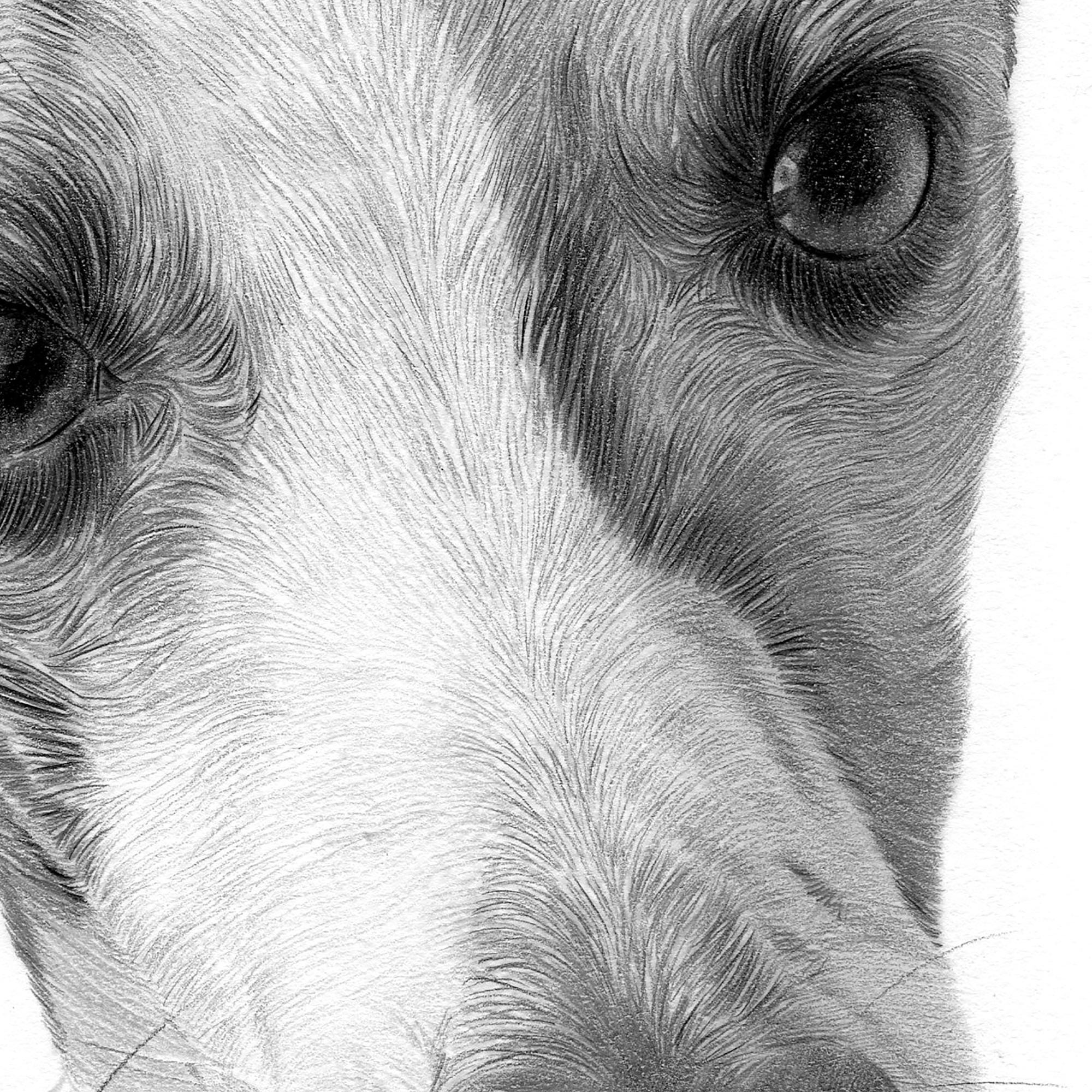 ウィペット犬 - 鉛筆画アートワークプリント - アーティスト Gary