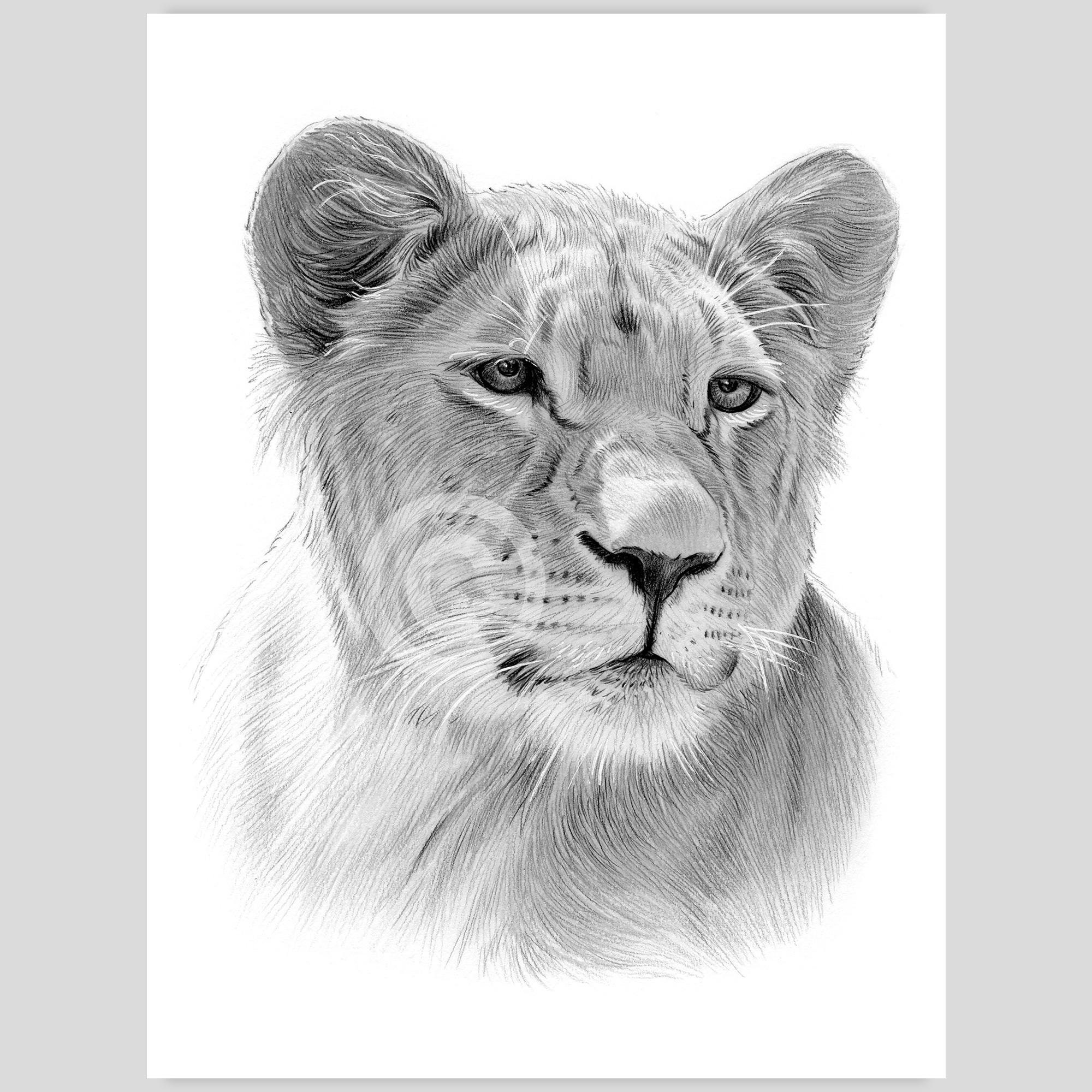 雌ライオンの鉛筆画 – 野生動物アートプリント（デジタルダウンロード