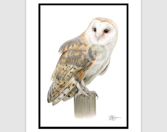 Barn Owl on wooden post - Original color pencil drawing - bird art - Portrait size A4 (11.75" x 8.25") in mount - Signed artwork by artist