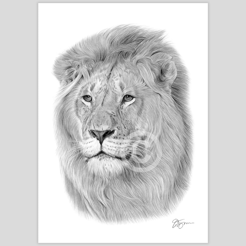 Pencil drawing artwork print of a Lion, completed by UK artist Gary Tymon.