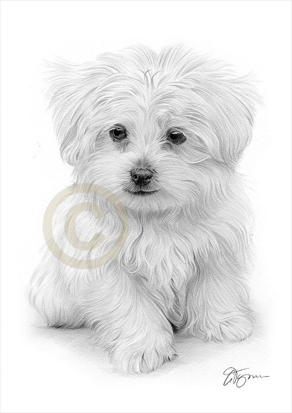 Maltese Puppy Dog Pencil Drawing Print Artwork Signed by Artist