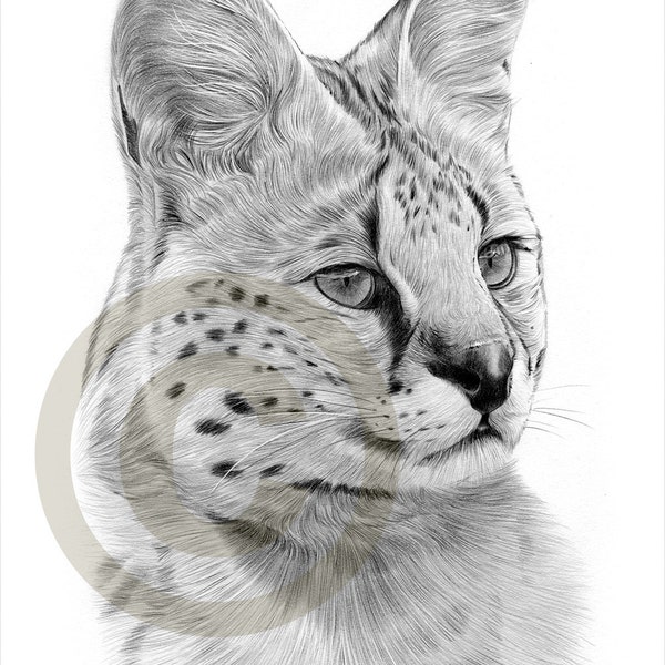 Watercolour pencil drawing print of a Serval - big cat art - artwork signed by artist Gary Tymon - 2 sizes - animal pencil portrait