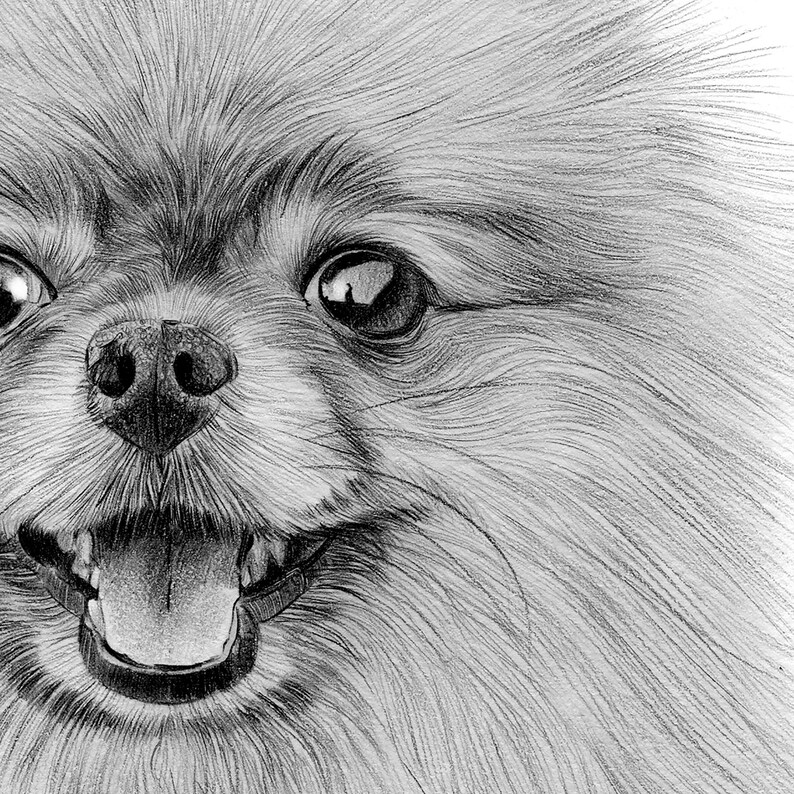 Pomeranian Pencil Drawing Print Artwork Signed By Artist Gary Tymon 
