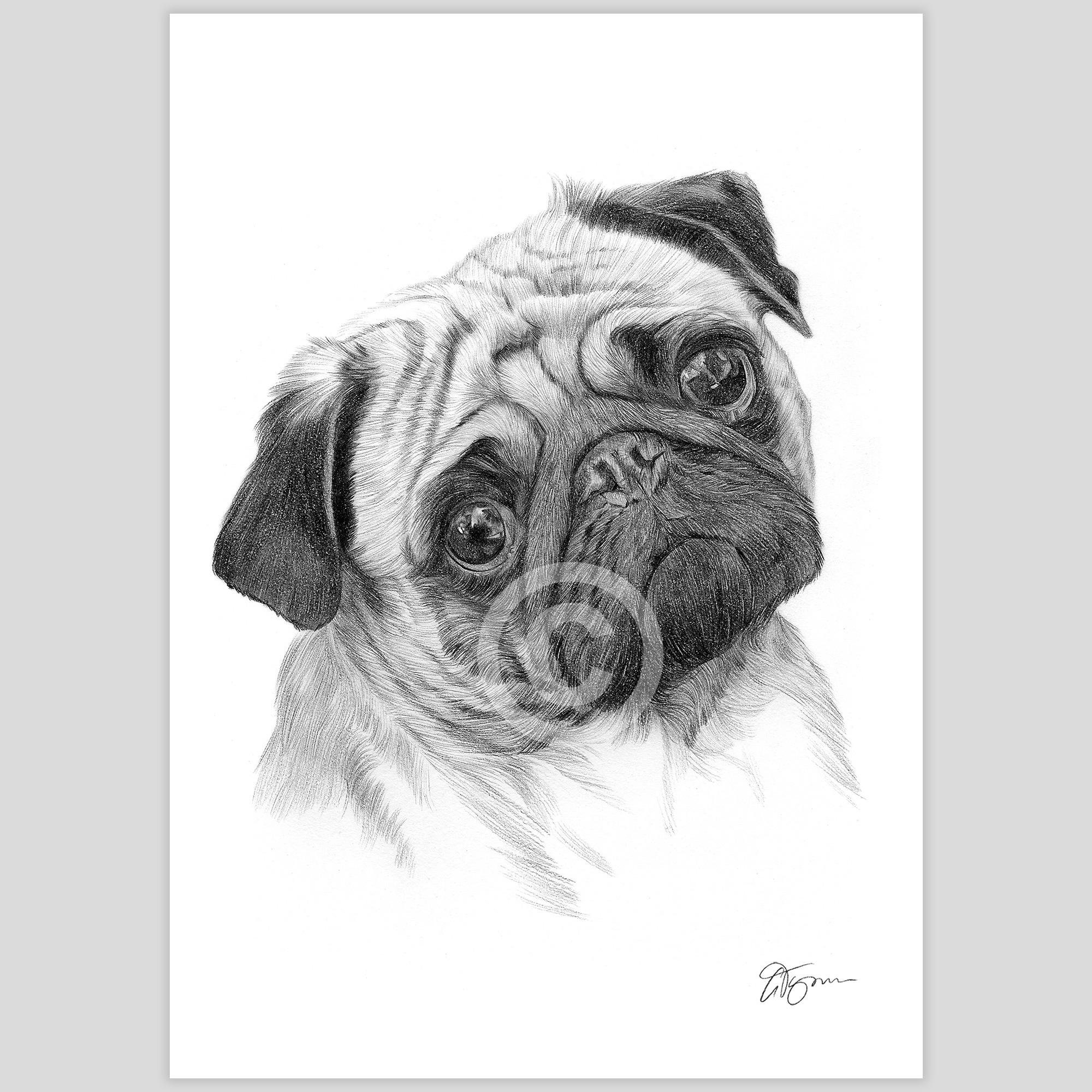 色鉛筆画 name:マロちゃん家パグLAND　ハガキサイズ　犬　原画 パグのおもちゃの犬 | 鉛筆画アートワークプリント | アーティスト G