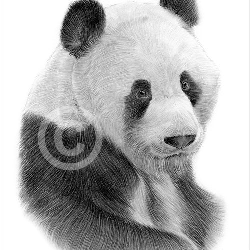Raccoon Artwork Pencil Drawing Print Wildlife Art - Etsy