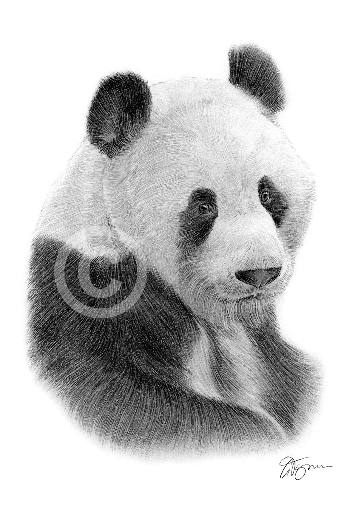 Impresión de dibujo a lápiz de panda gigante arte animal - Etsy México