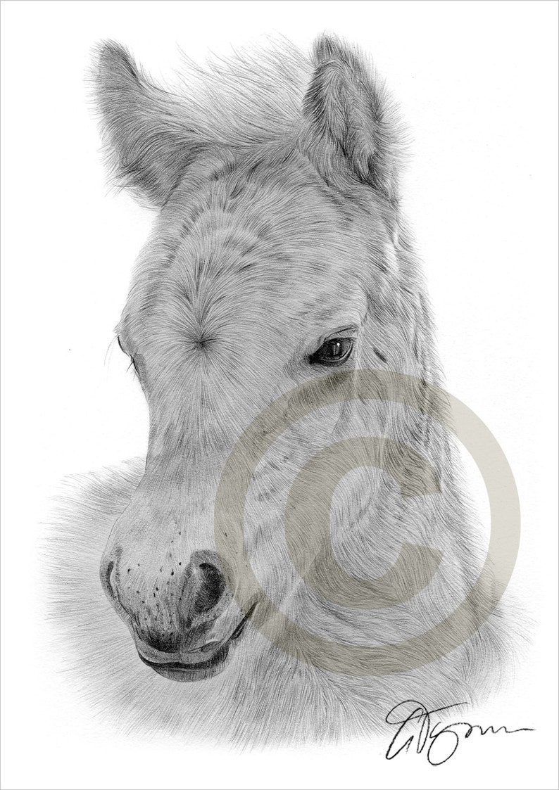 A4 sizes signed by artist Australian KANGAROO Pencil Drawing Print A3