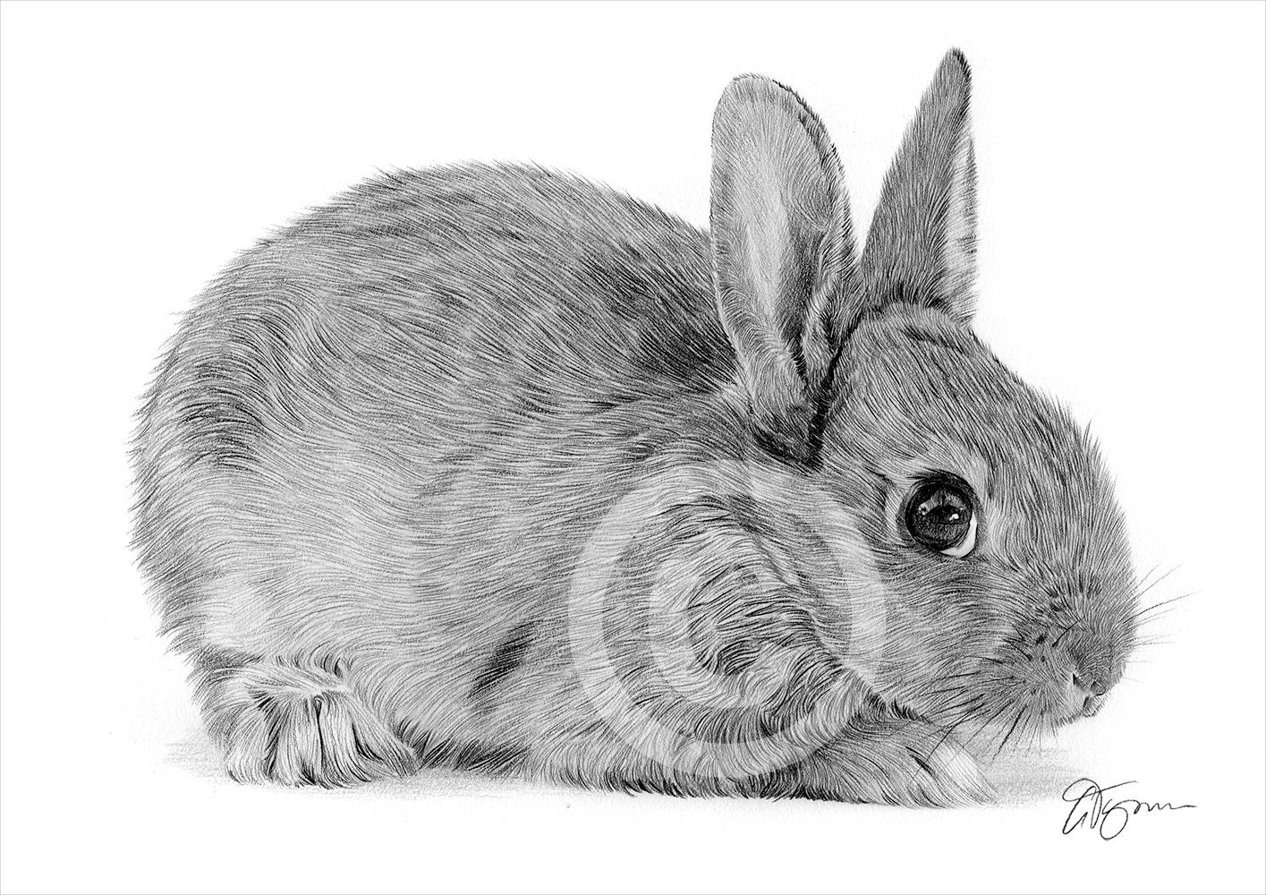 Baby Rabbit Artwork Pencil Drawing Print Agouti Rabbit - Etsy Israel