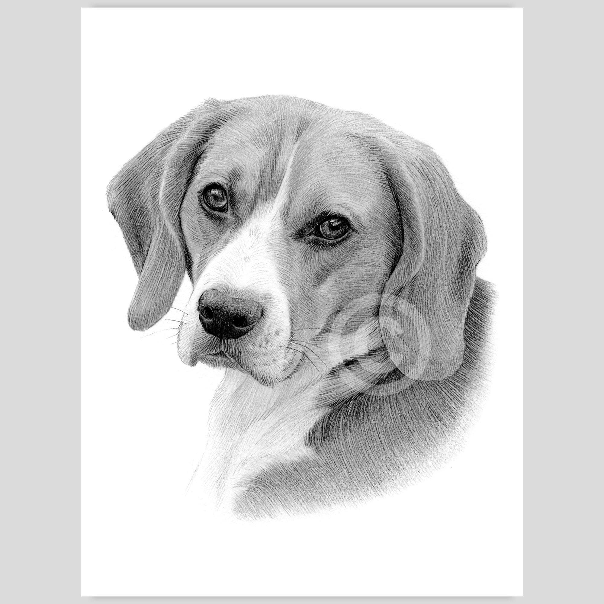 ビーグル犬のデジタルダウンロード - アーティストG Tymonによる鉛筆画