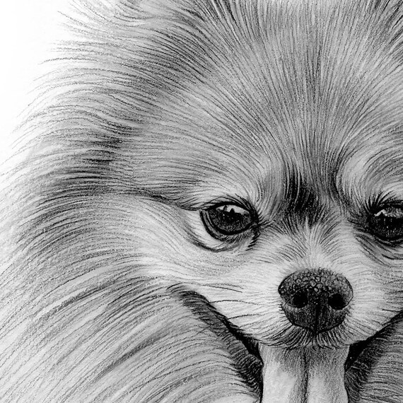 デジタル ダウンロード - ポメラニアンの鉛筆画 - トイ ドッグ種