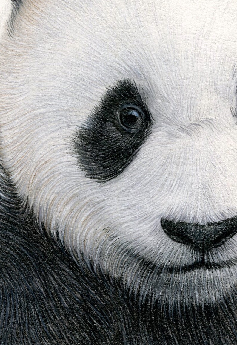 GIANT PANDA Original Color Pencil Drawing Portrait size Etsy