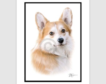 PEMBROKESHIRE WELSH CORGI - Original Color Pencil Drawing - Portrait size 11.75" x 8.25" - Mount (matte) size 14" x 11" - Signed - dog art