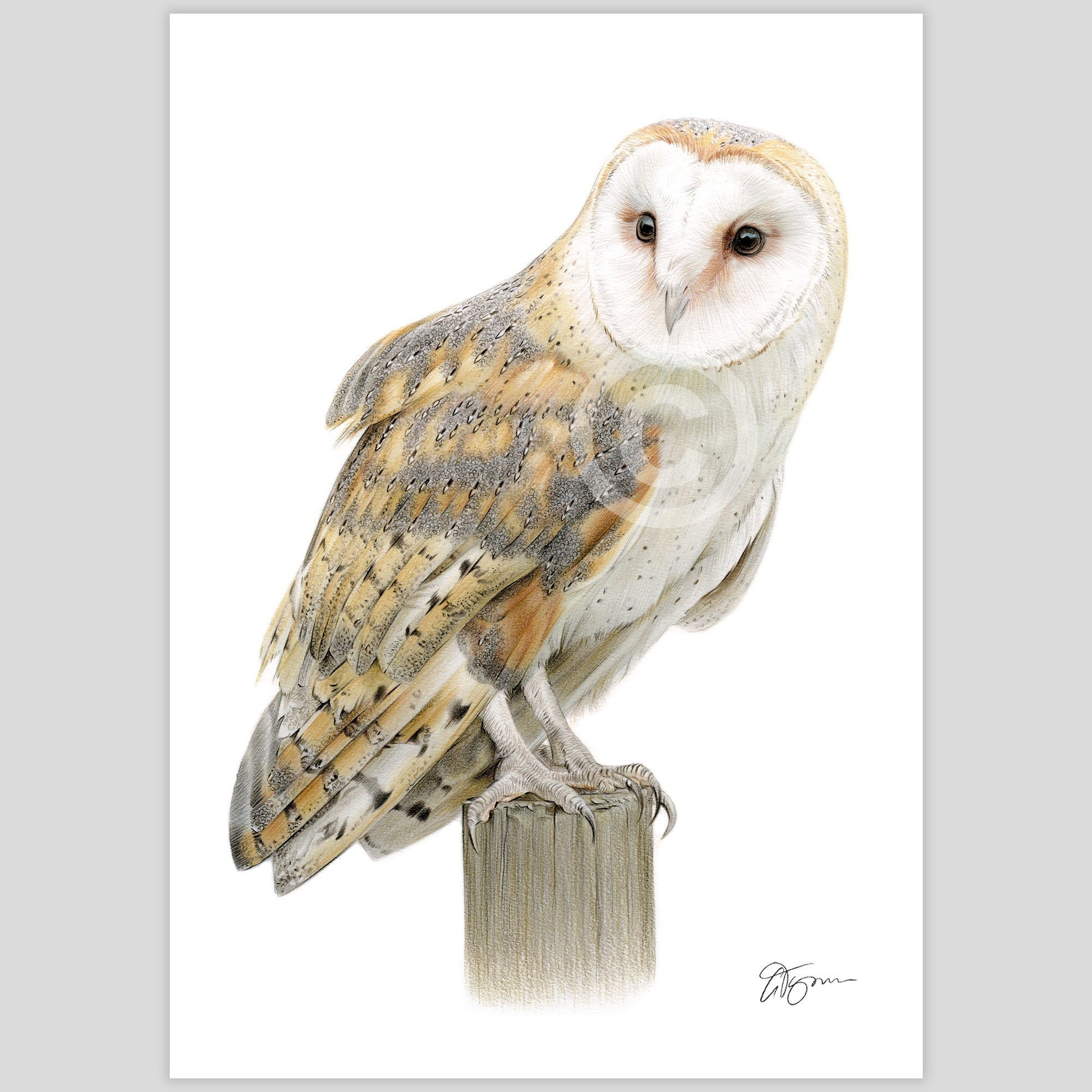 アーティストのゲイリー・タイモンがサインしたメンフクロウのアート