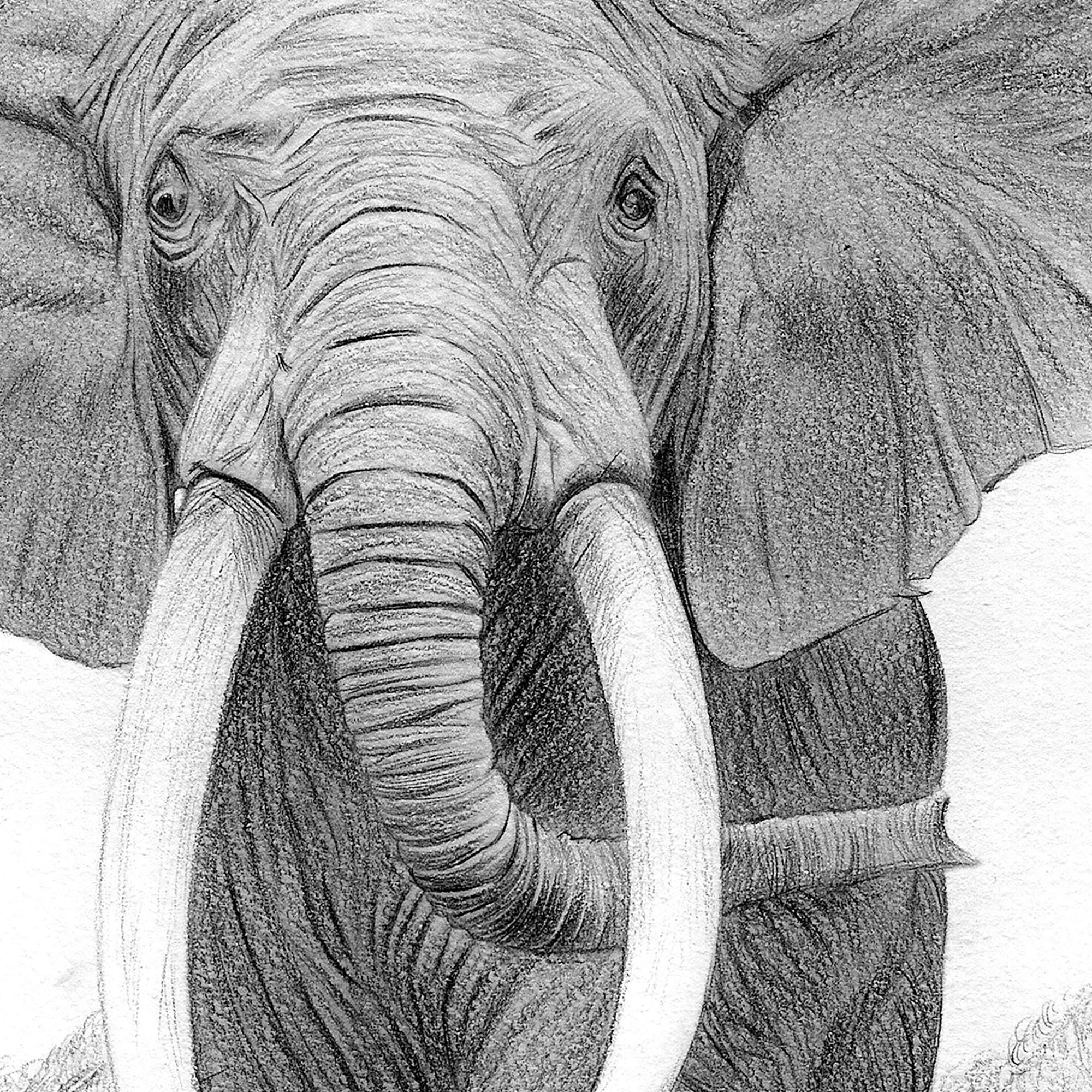 アフリカゾウの鉛筆画プリント｜アーティストGary Tymonのサイン