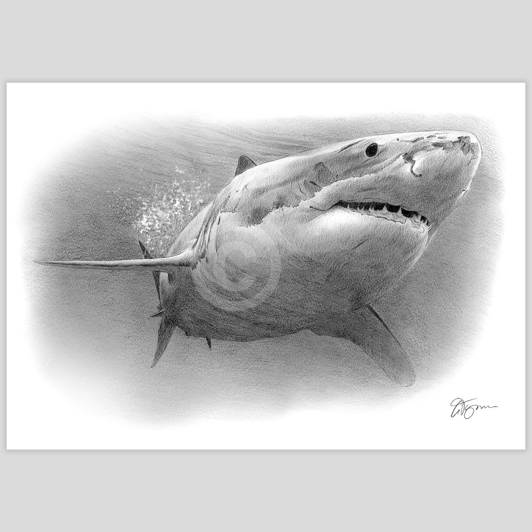 ホホジロザメの鉛筆画プリント - アーティスト G Tymon によるサイン
