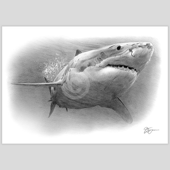 ホオジロザメ　アクリル画　原画 ホオジロザメ アクリル画 原画