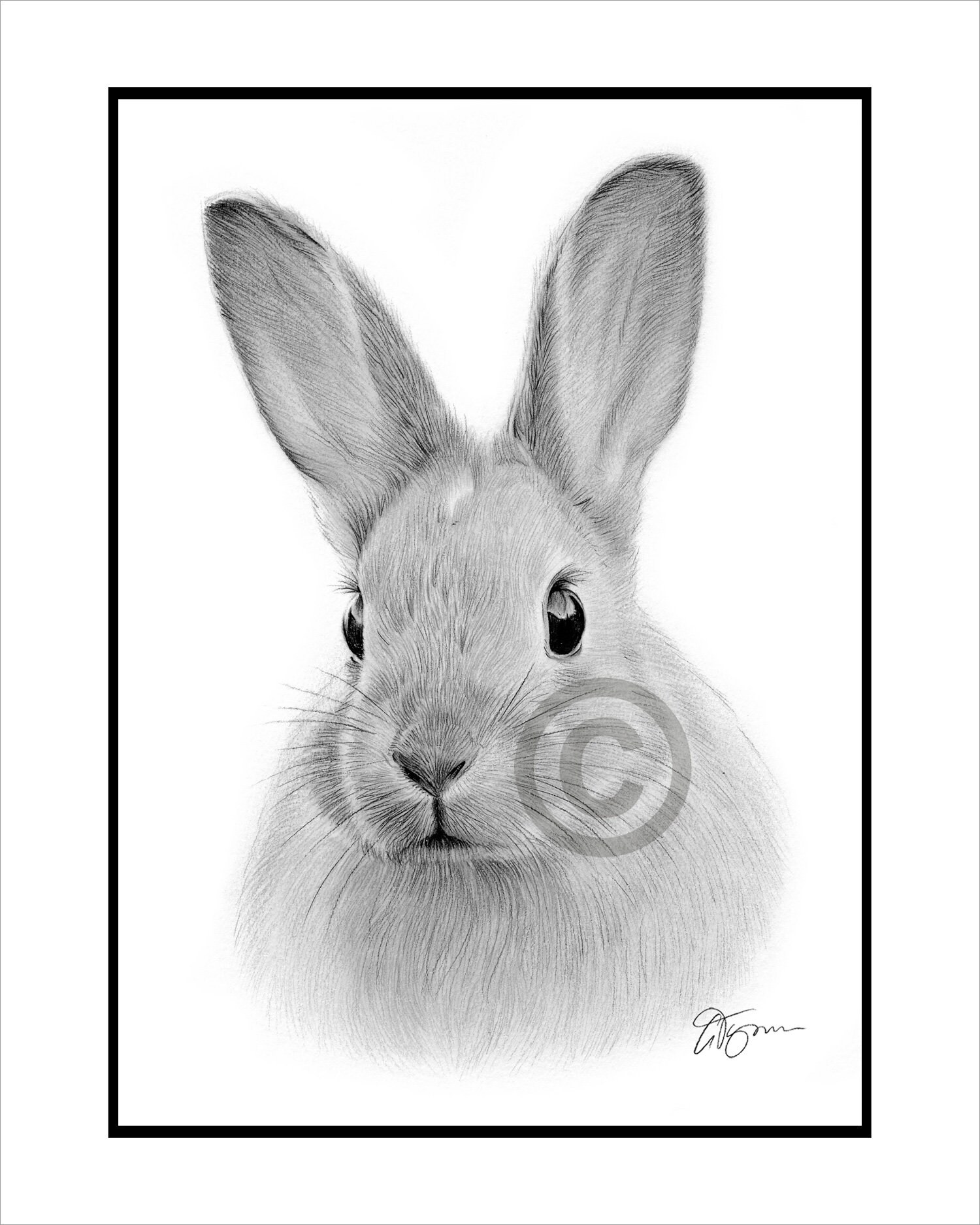 ウサギ - オリジナル白黒鉛筆画 - 肖像画サイズ 8