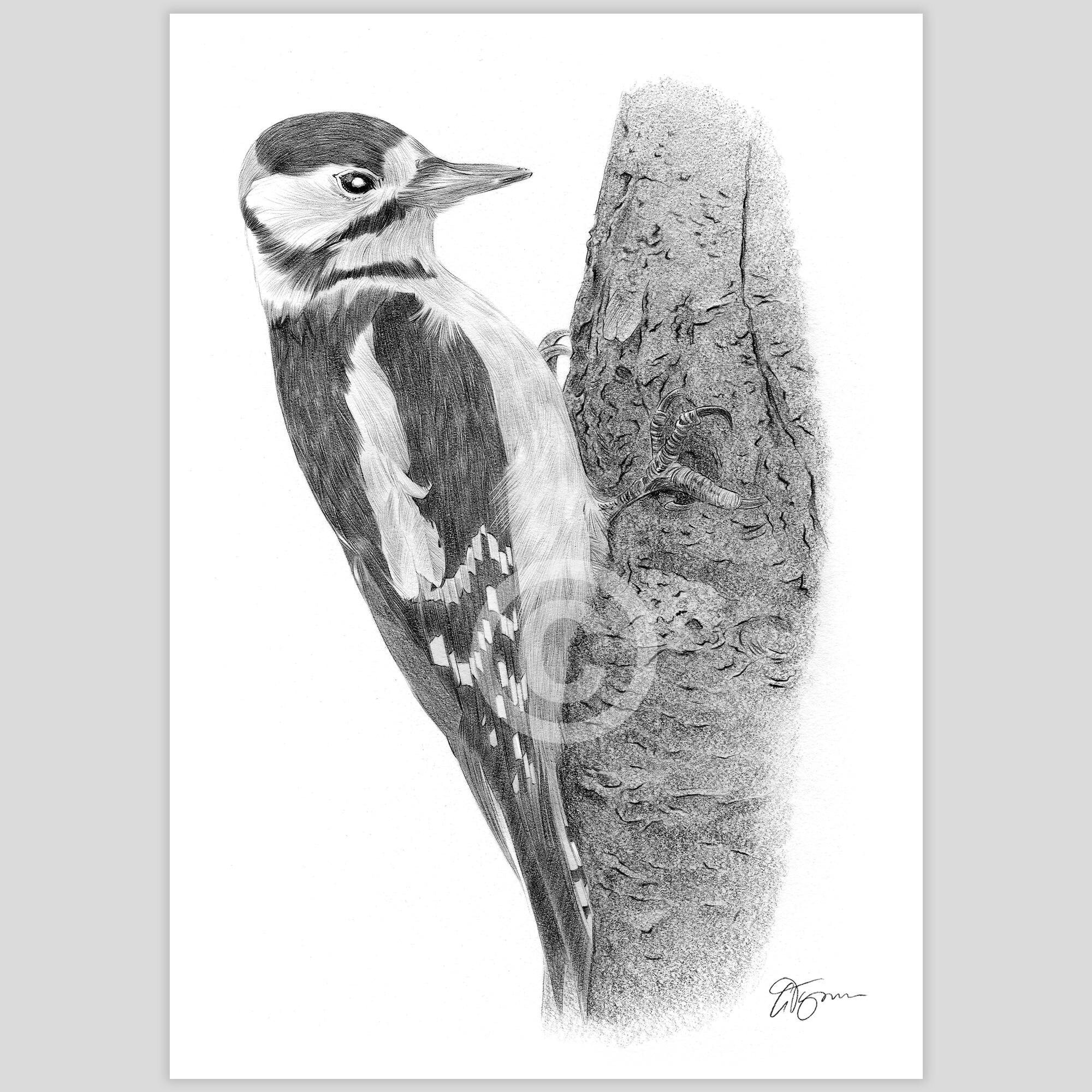 Woodpecker | Pencil Drawing Print | Artwork Signed by Artist G