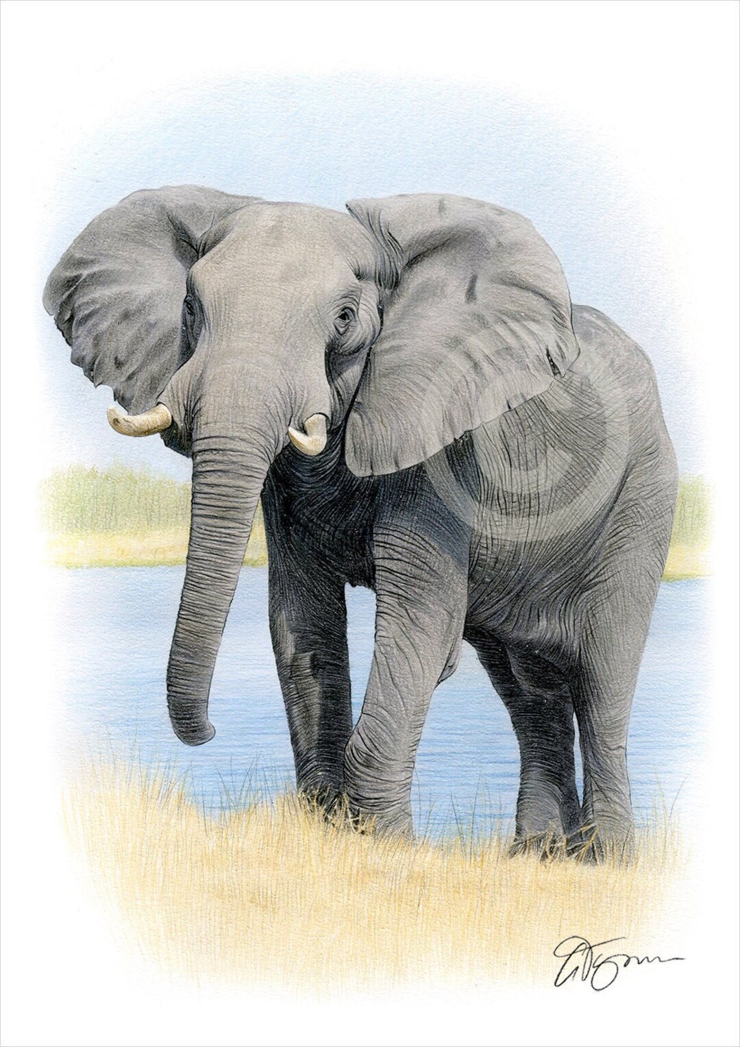 Elephant Artwork Color Pencil Drawing Print Wildlife Art Artwork Signed