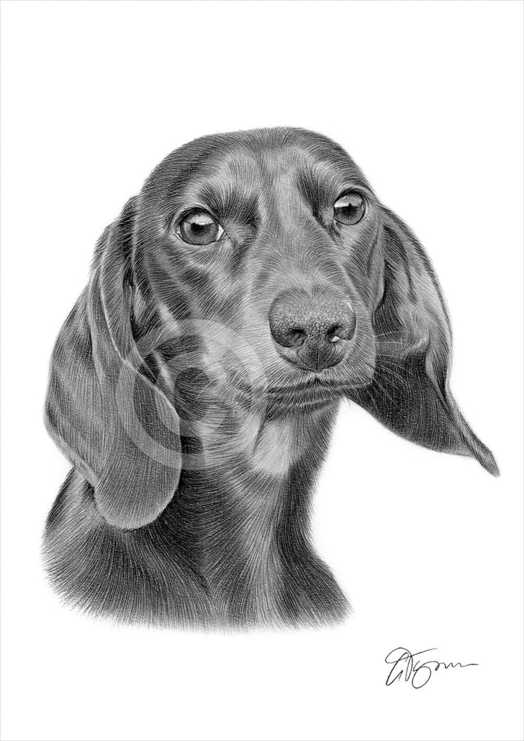 DACHSHUND Pencil Drawing Print Dog Art Artwork Signed by Artist Gary