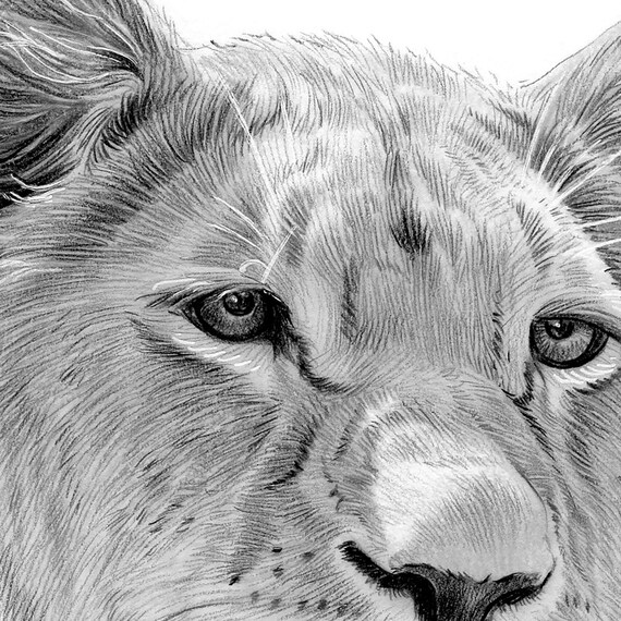 雌ライオンの鉛筆画 – 野生動物アートプリント（デジタルダウンロード