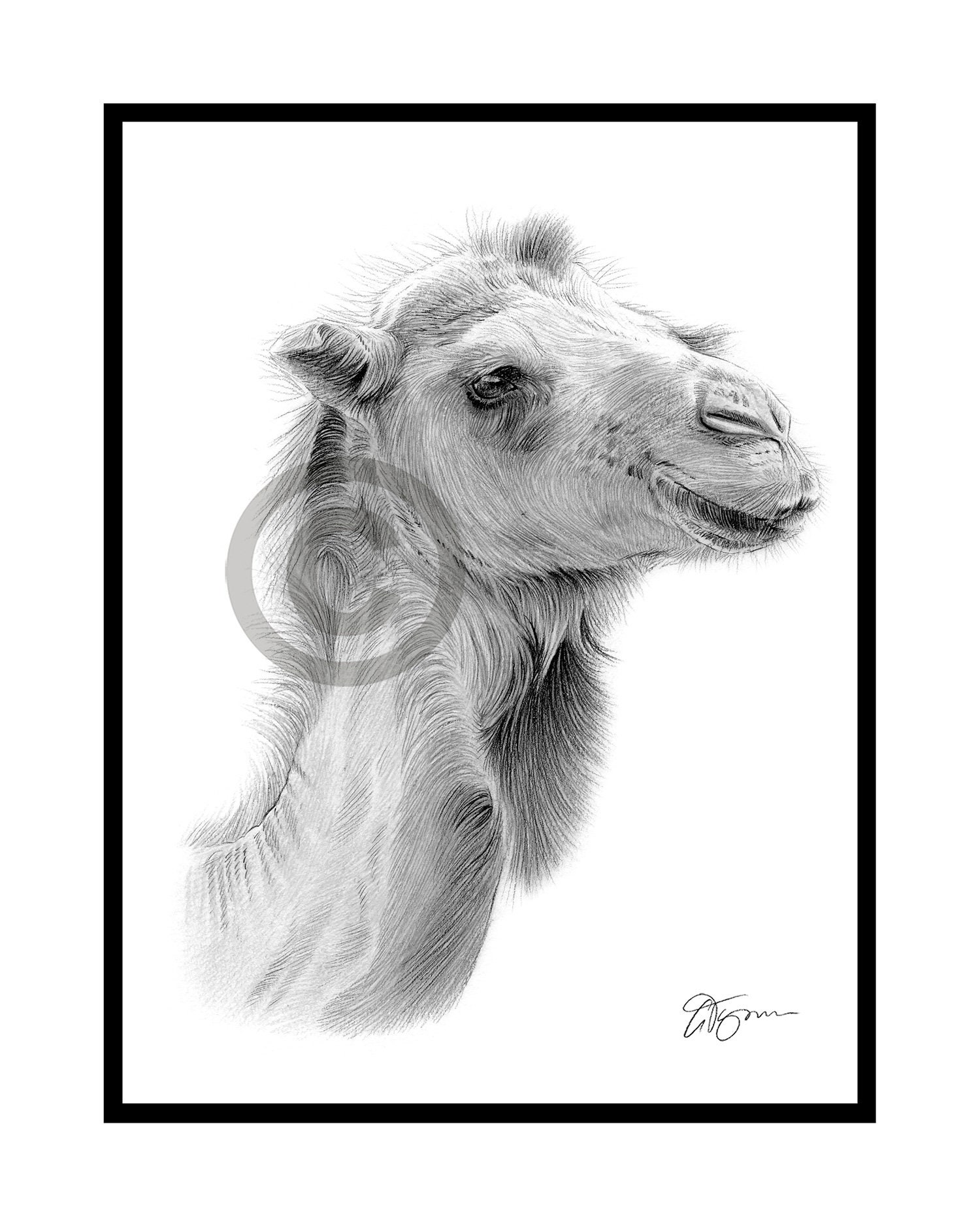 Buy Camel Drawing Pencil  Finest Quality  Online  Best Rate