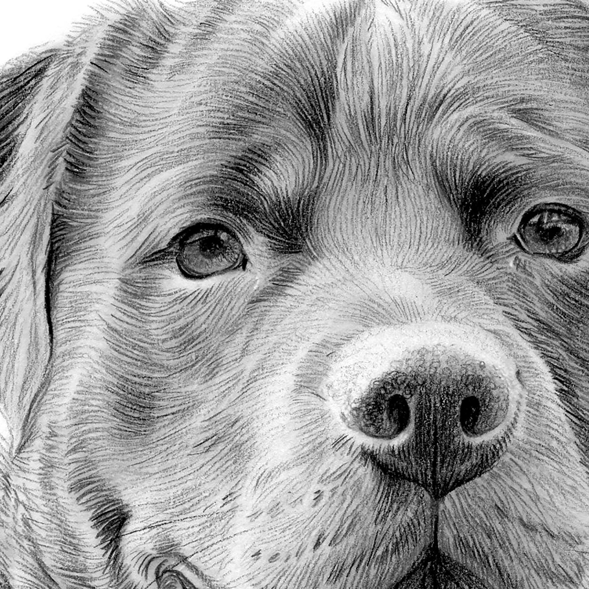 Rottweiler Pencil Drawing Dog - Instant Digital Download