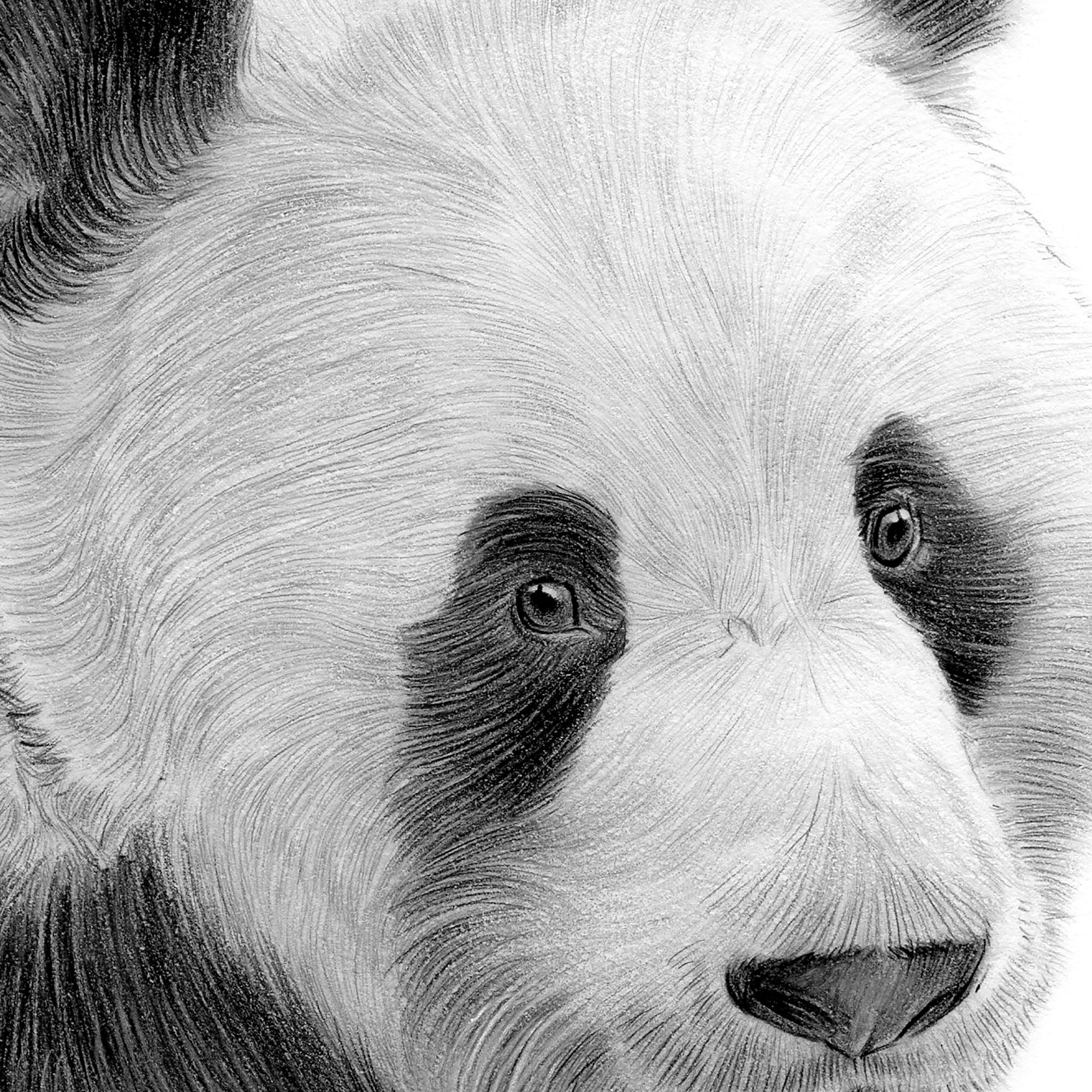 Giant Panda Artwork Signed by Artist Gary Tymon | Pencil Drawing
