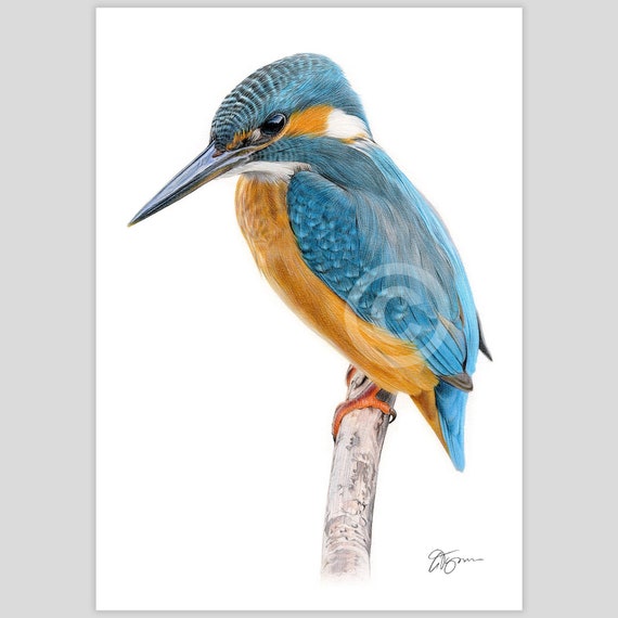 カワセミ - 色鉛筆画プリント - 鳥のアート - アーティスト Gary Tymon