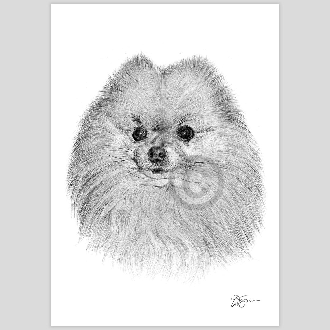 優しい表情のポメさん❤️ ポメラニアン 原画 犬 鉛筆画 絵画
