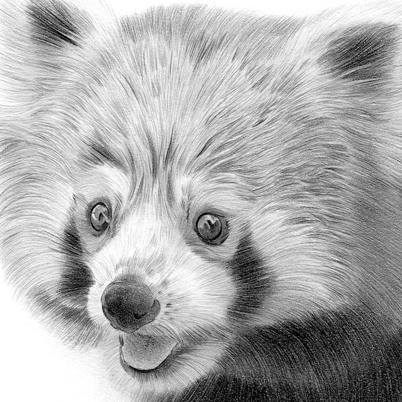 まだまだ若い、Paul McCartney応援鉛筆デッサン。 まだまだ若い、Paul McCartney応援鉛筆デッサン。 yesterday-and-today