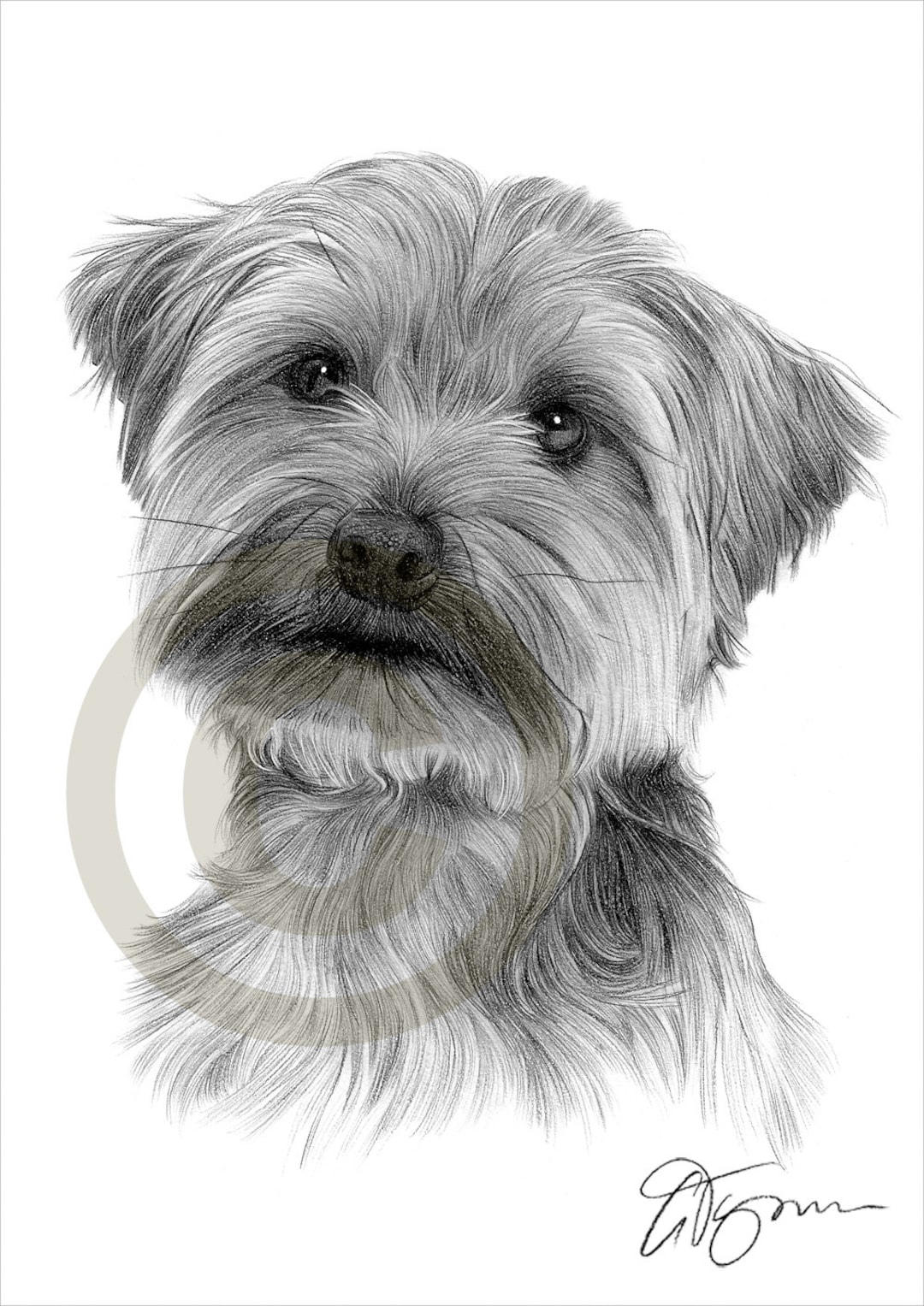 Yorkshire Terrier Toy Dog Pencil Drawing Print A4 Size Artwork Signed ...
