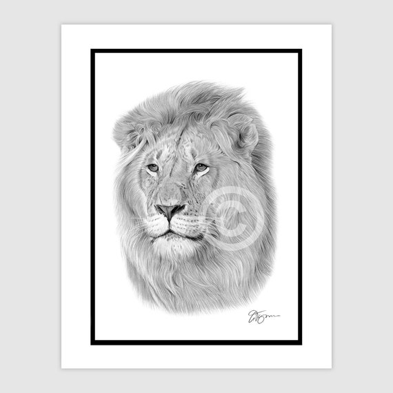 ライオンのオリジナル鉛筆画 – 野生動物の肖像画（額装済み、14×11