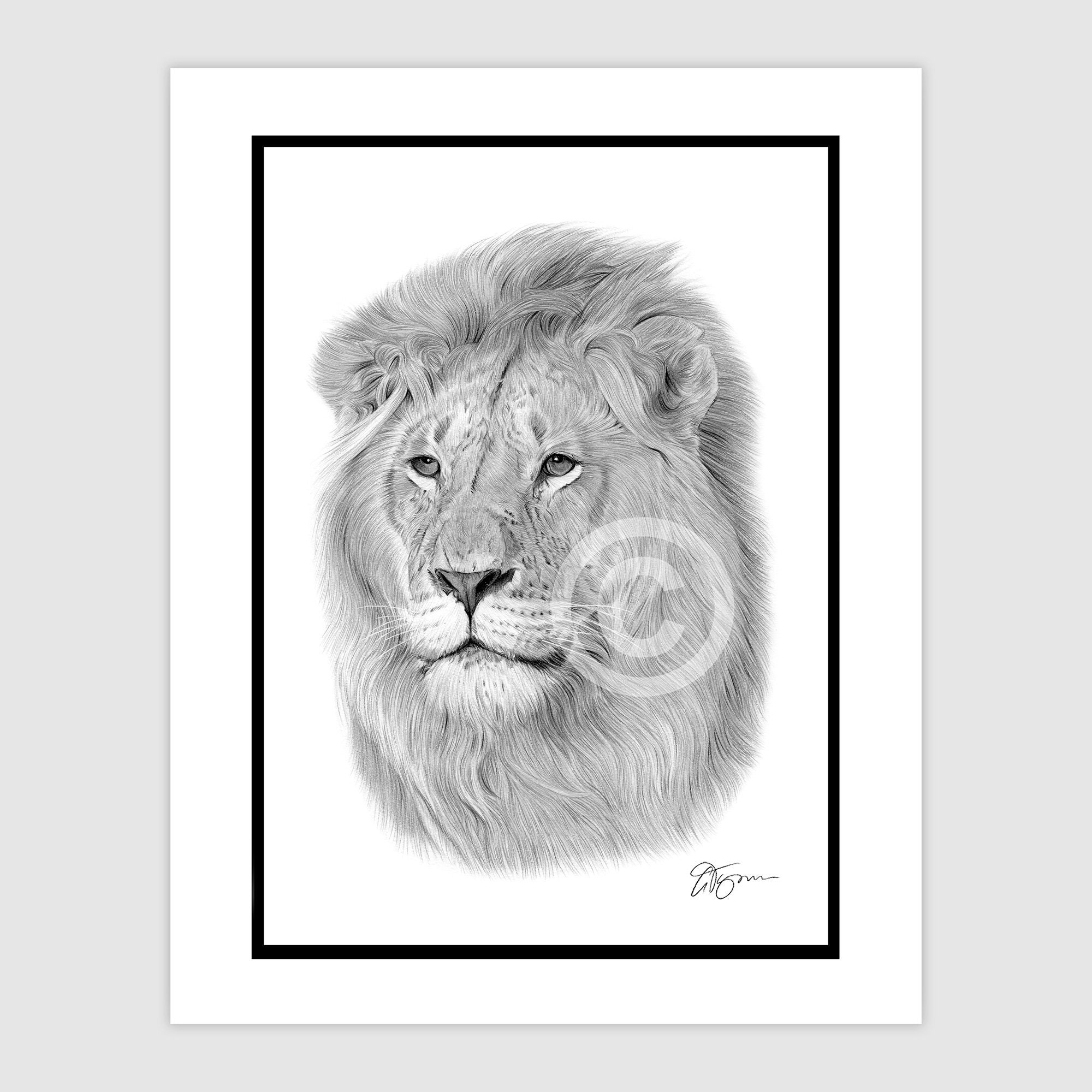Adult LION - Original B&W Pencil Drawing - Portrait Size 11.75
