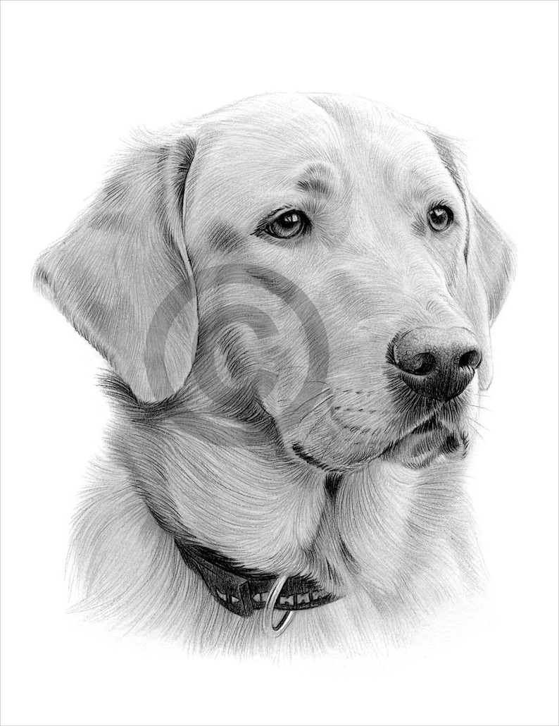 Digital Download Pencil Drawing of a Labrador Retriever Etsy