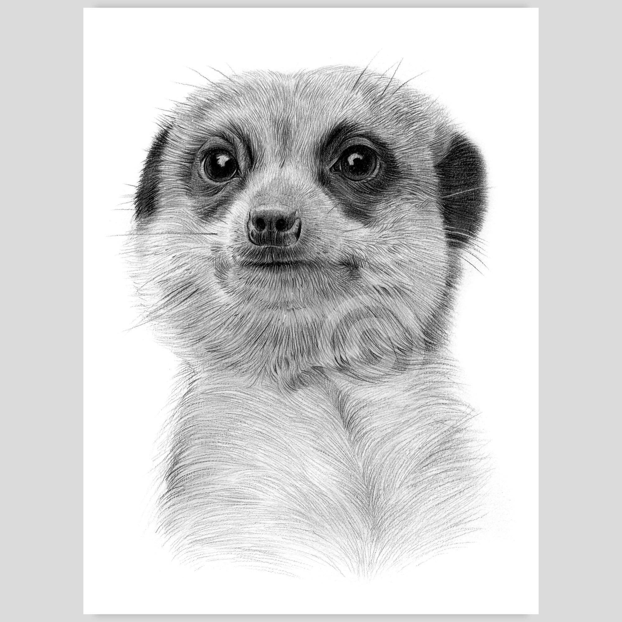 デジタル ダウンロード - ミーアキャットの鉛筆画 - 英国の