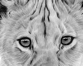 ライオンの子の鉛筆画 - 野生動物の肖像画（デジタルダウンロード