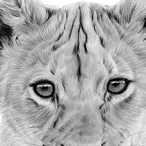 ライオンの子の鉛筆画 - 野生動物の肖像画（デジタルダウンロード